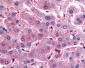 DPP9 Antibody (N-Terminus)